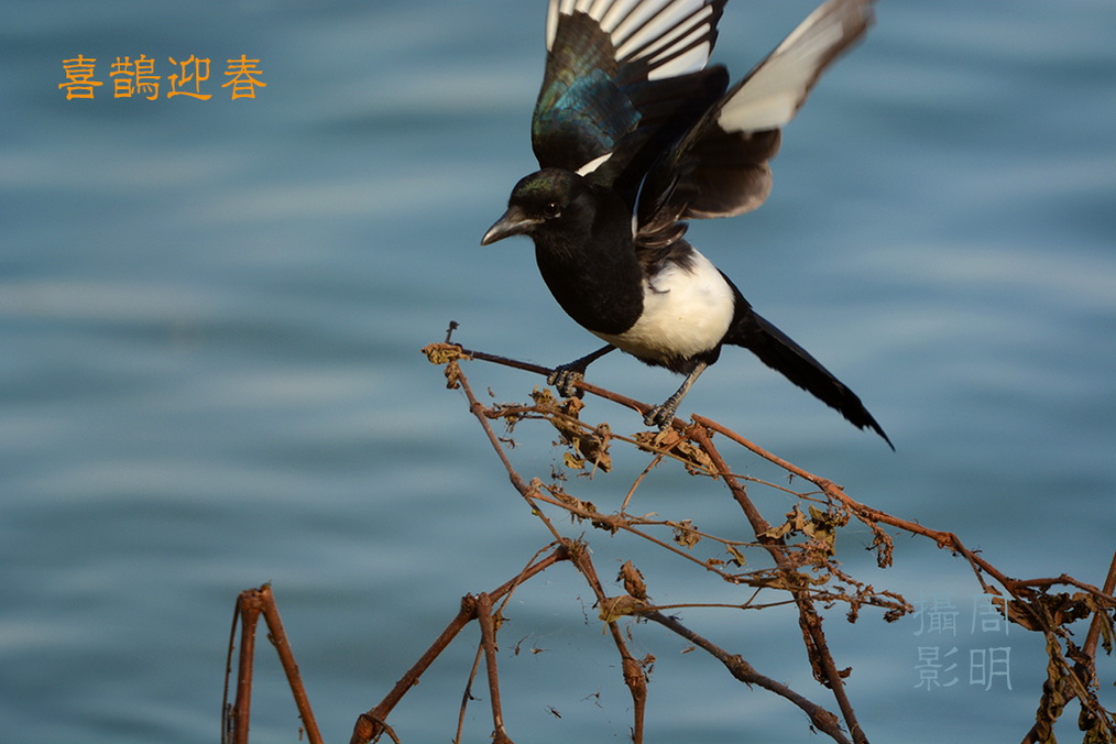 喜迎新春 摄影 日月中秋