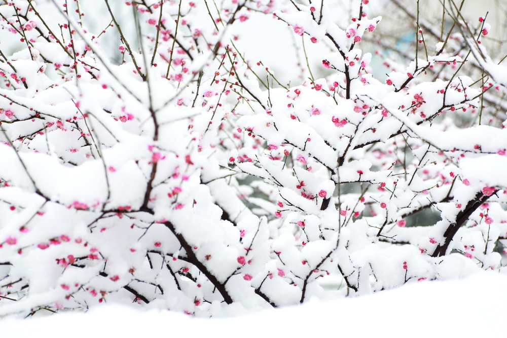 雪韵梅花 摄影 冠头领