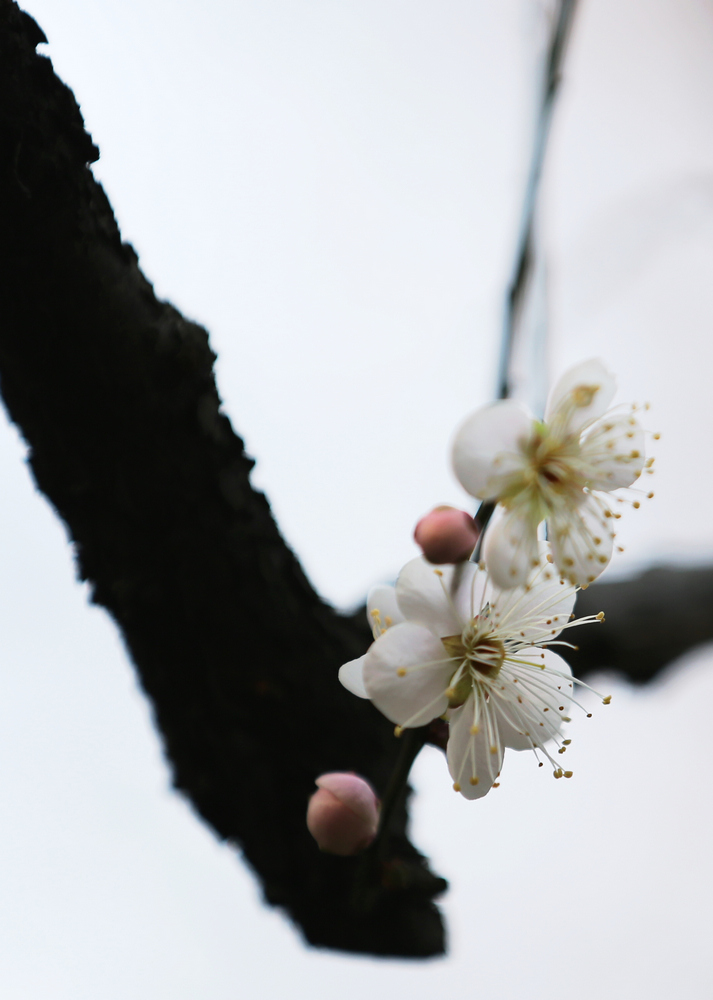 梅花 摄影 杭州之春