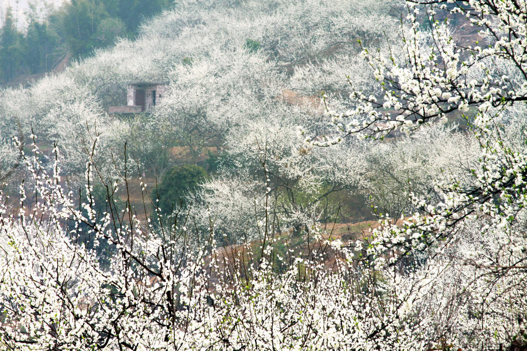 阳春白雪 摄影 香瓜虫