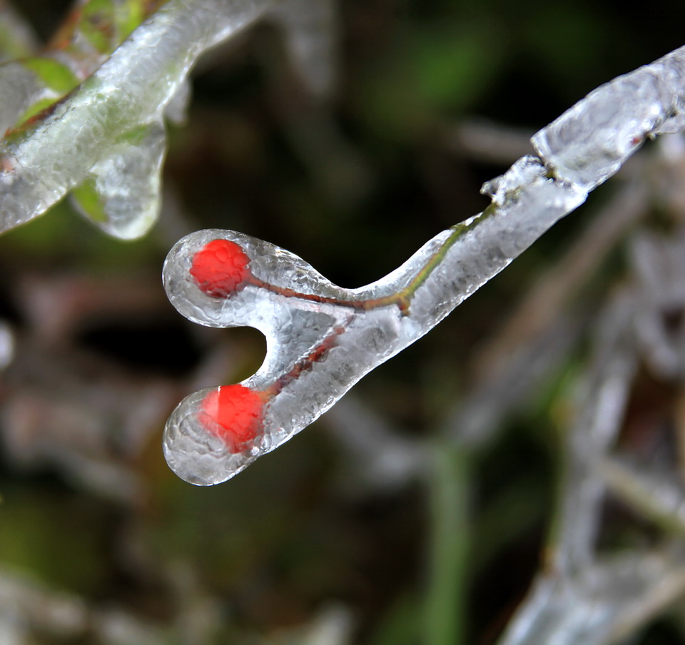 相思冰雪中（1） 摄影 禾田水