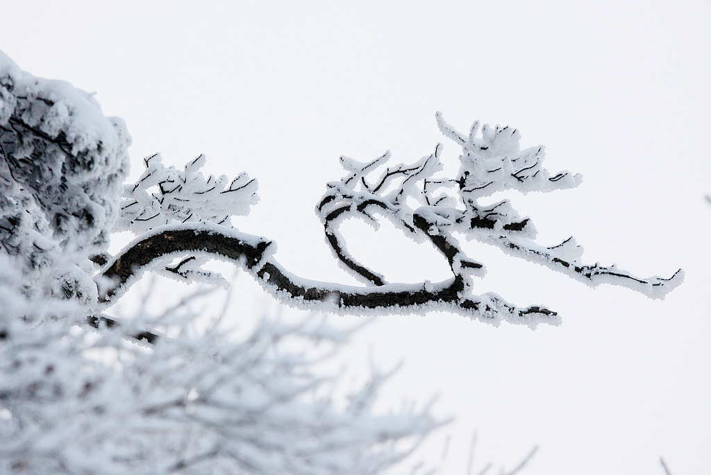 雪龙 摄影 阳光灿烂中