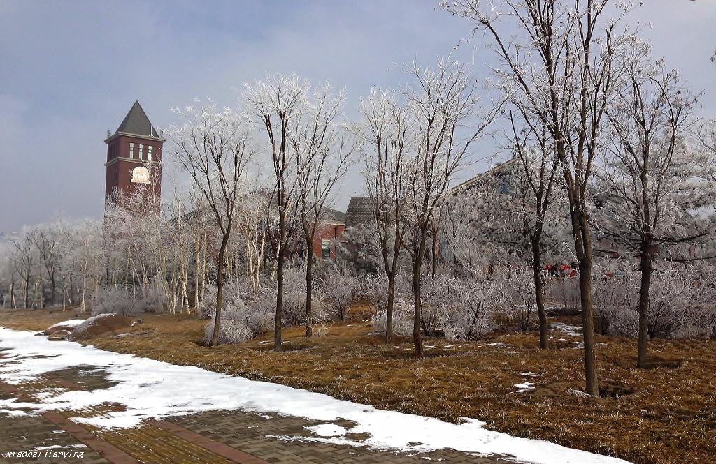 雪 摄影 小白剪影