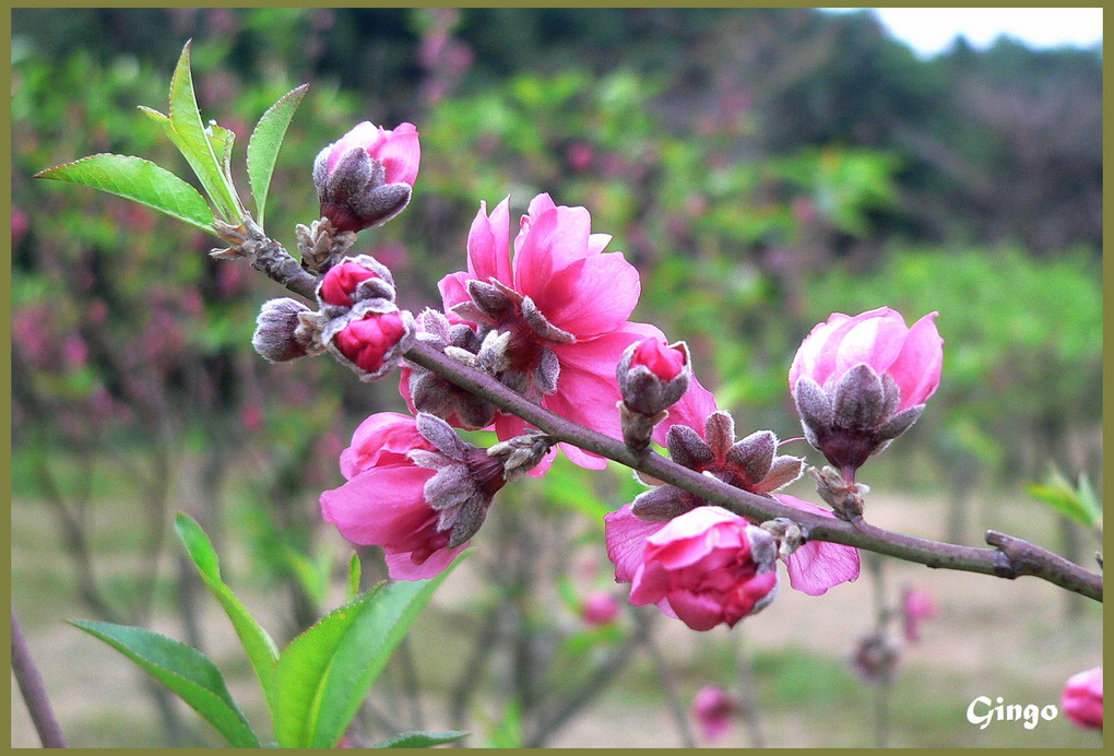 南国正月桃花开 摄影 gingo