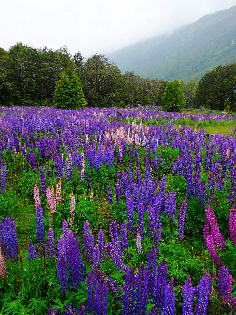 山间花茎 摄影 本森