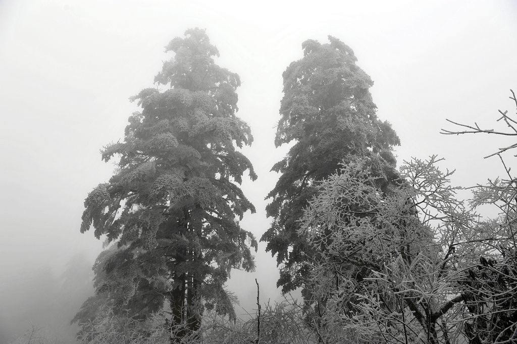 傲立冰雪 摄影 景仲平