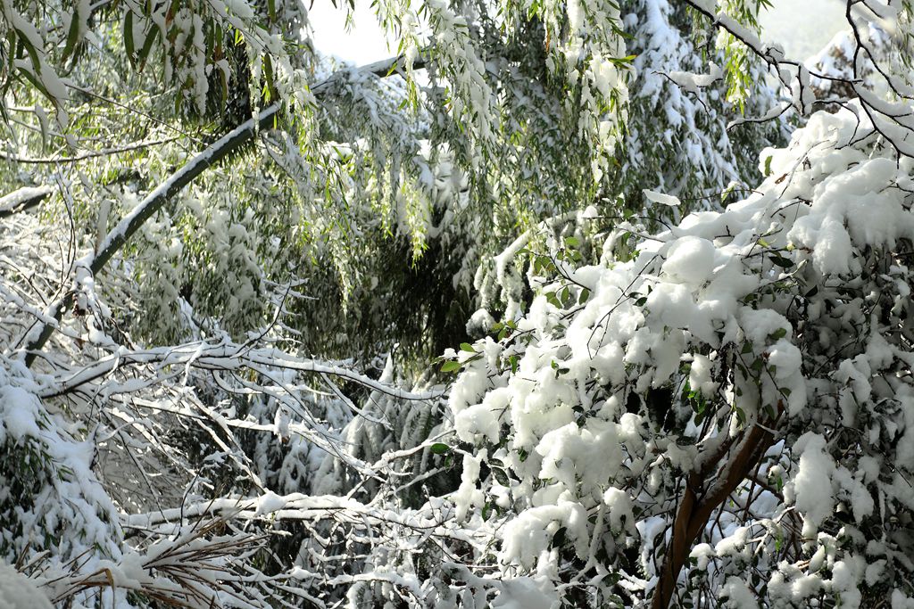 雪后竹林2 摄影 深秋的雨