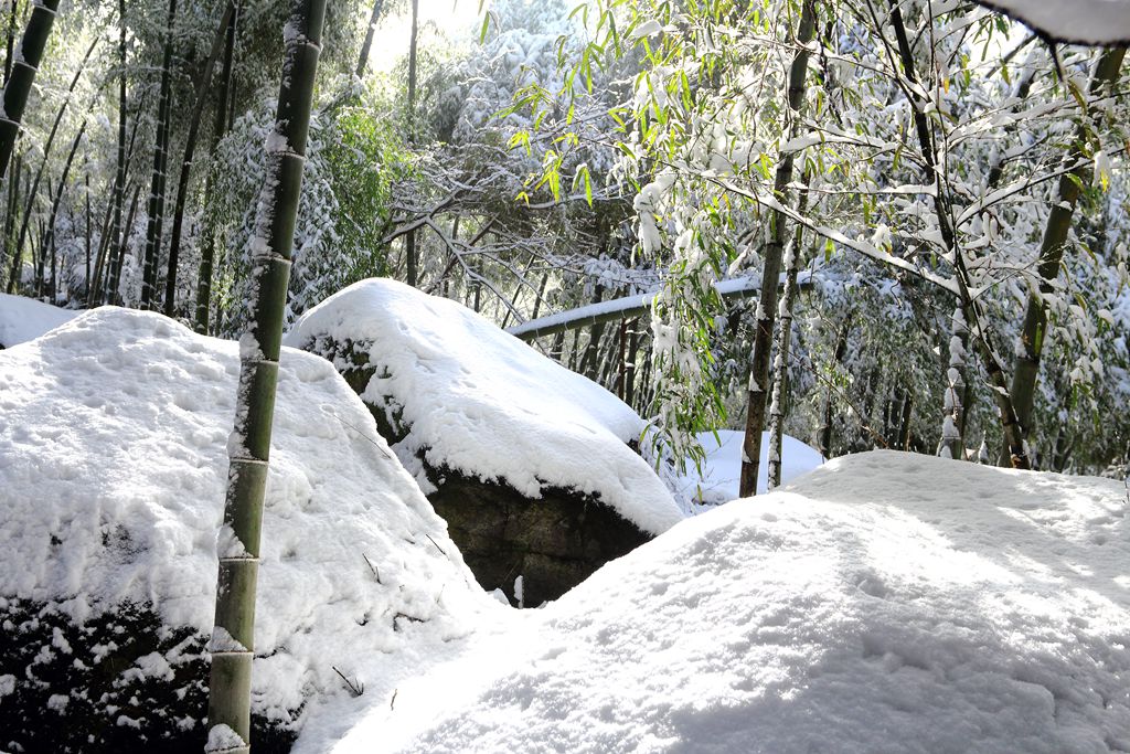 雪后竹林1 摄影 深秋的雨