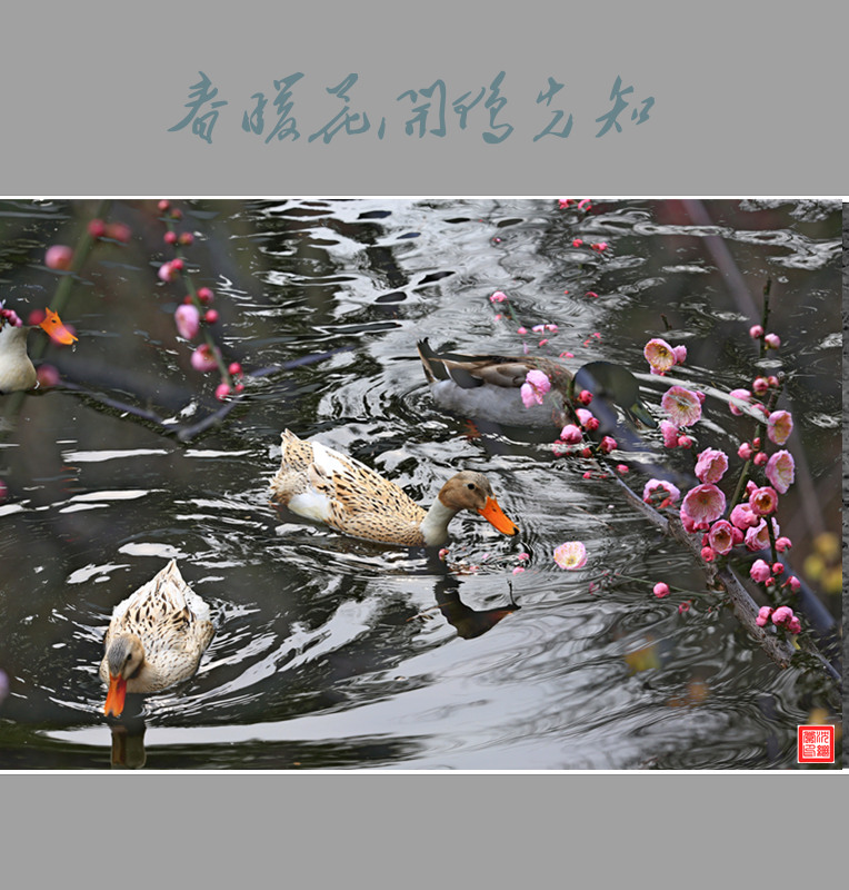 春暖花开鸭先知 摄影 shenjizhang