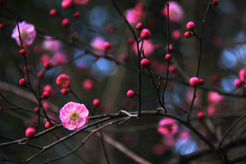 梅花朵朵2 摄影 山野归真