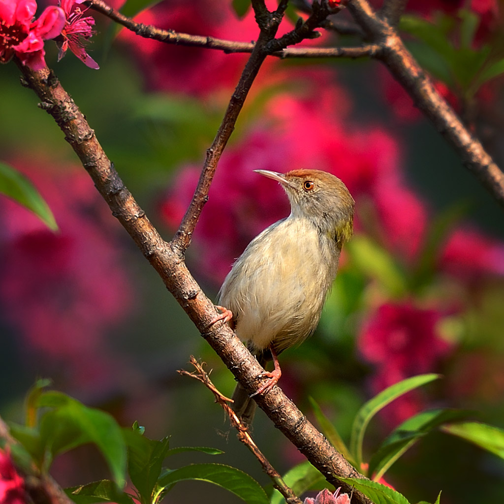 花。鸟 摄影 李戈戈好野