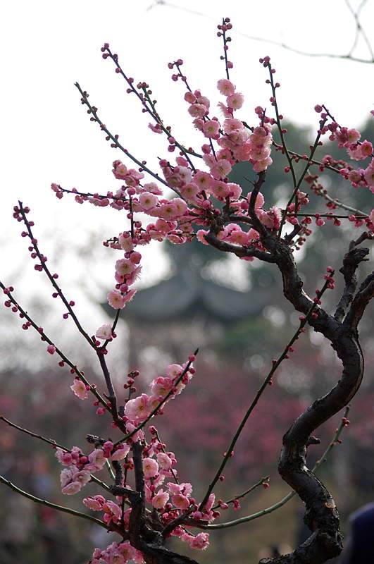 2014梅花（2） 摄影 心有芊芊