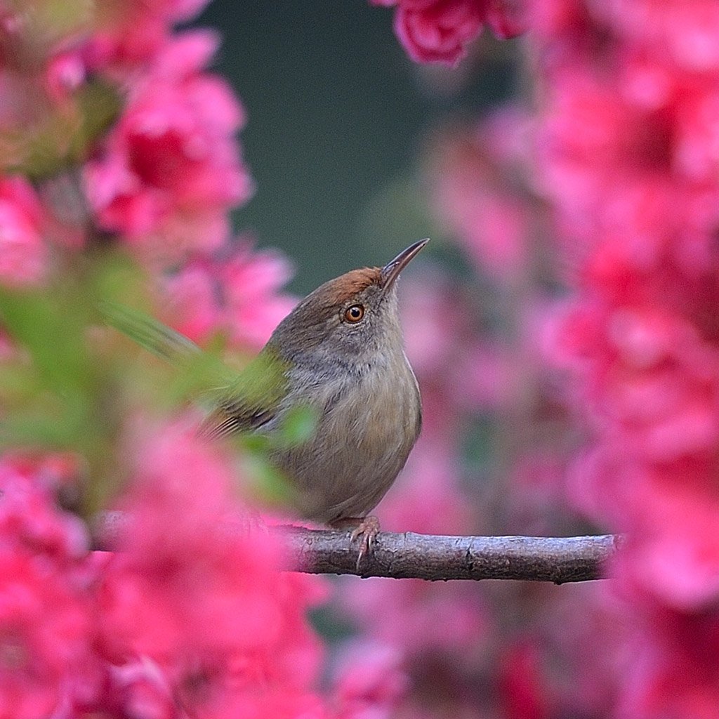 花。鸟 摄影 李戈戈好野