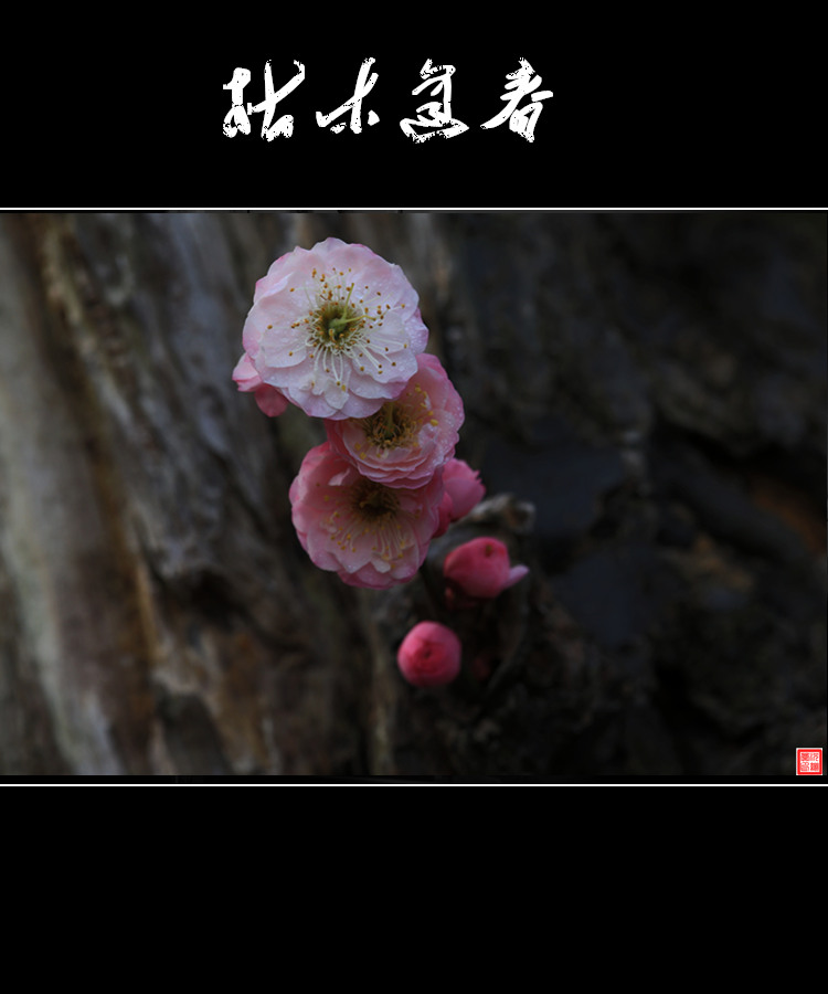 枯木逢春 摄影 shenjizhang