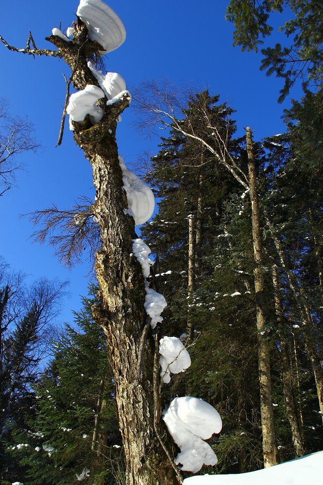 雪2 摄影 长白青松