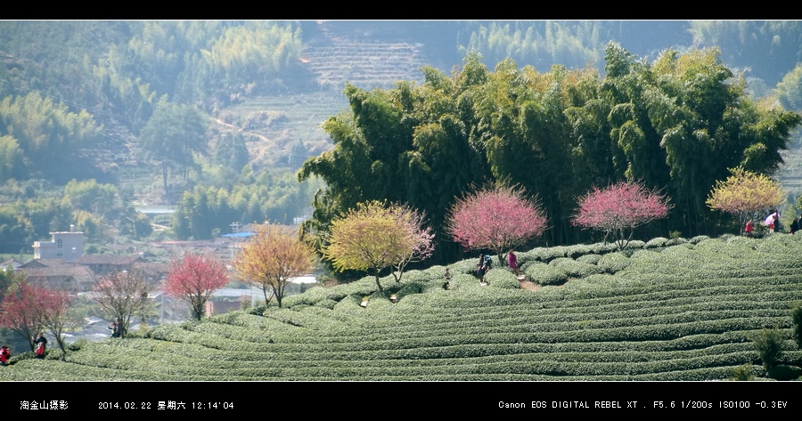 最美永福樱花园 摄影 淘金山