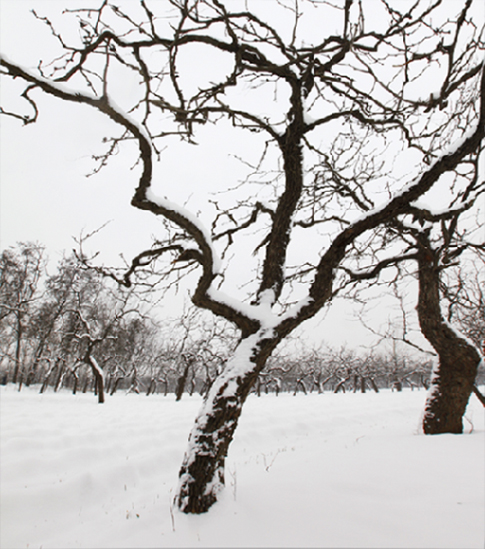 枣园雪景二 摄影 hnhslh