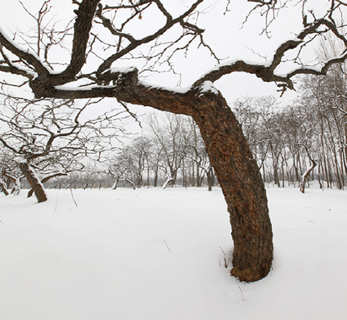 枣园雪景 摄影 hnhslh