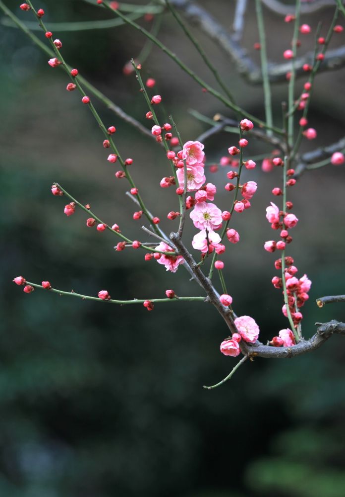 红梅 摄影 永纯