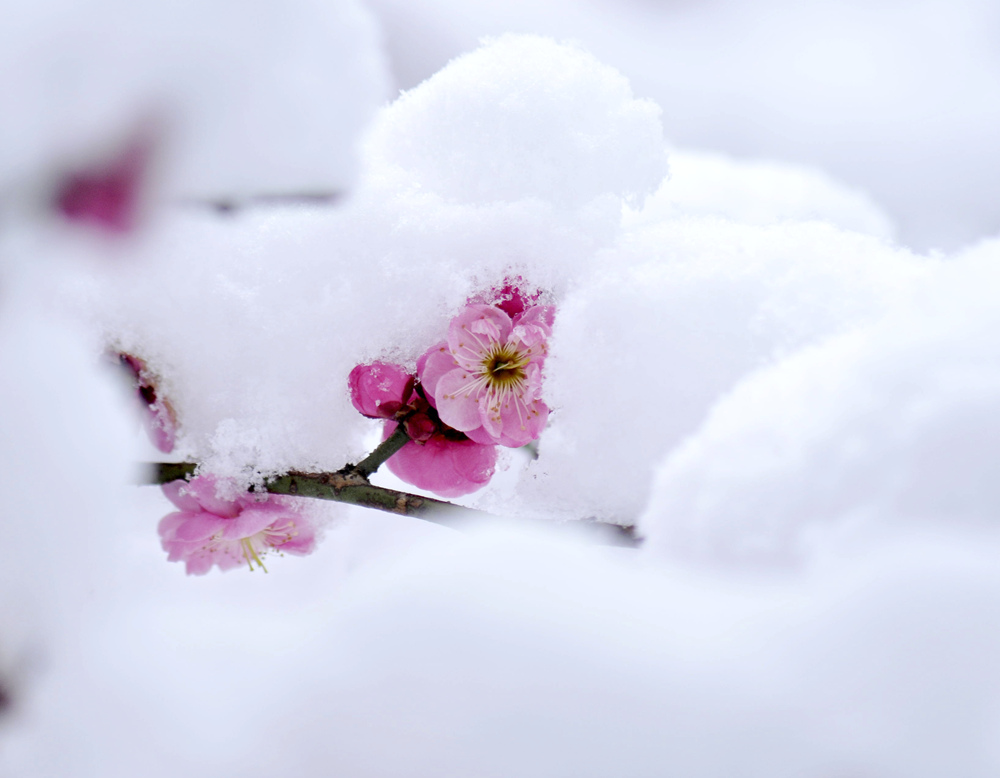 梅 & 雪 摄影 紫杜鹃