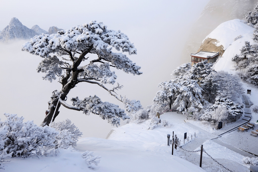 风雪华山 摄影 阳光灿烂中