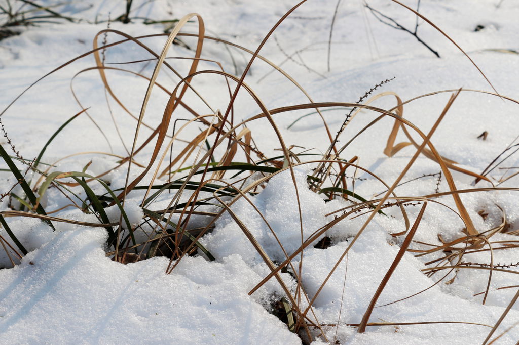 雪中小景 摄影 香荷露角