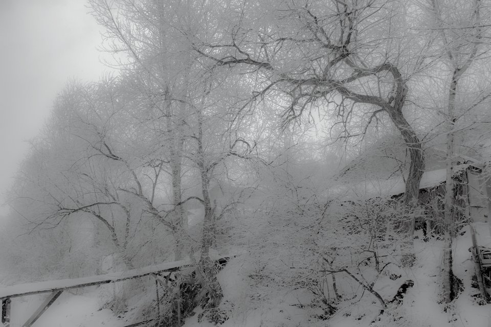 春雪1 摄影 长白青松