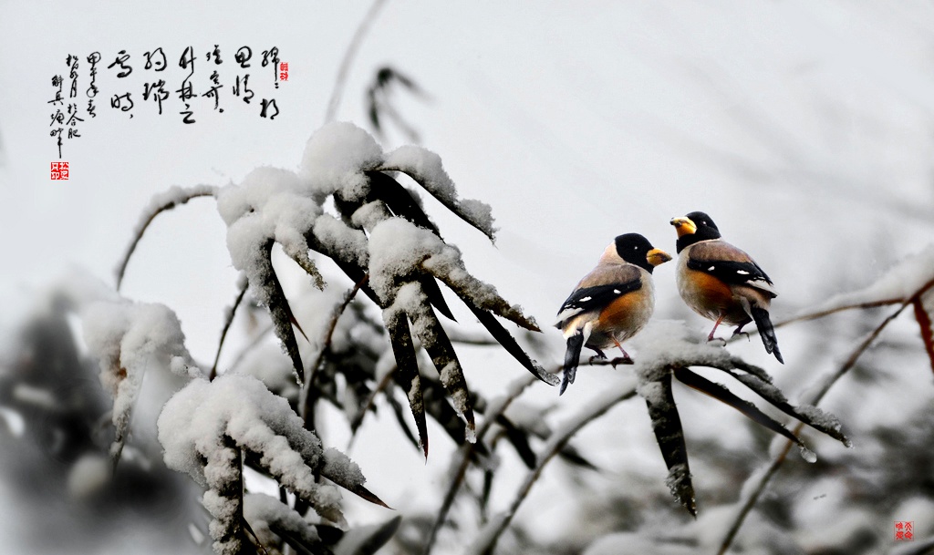 竹林之约瑞雪时 摄影 松泉月