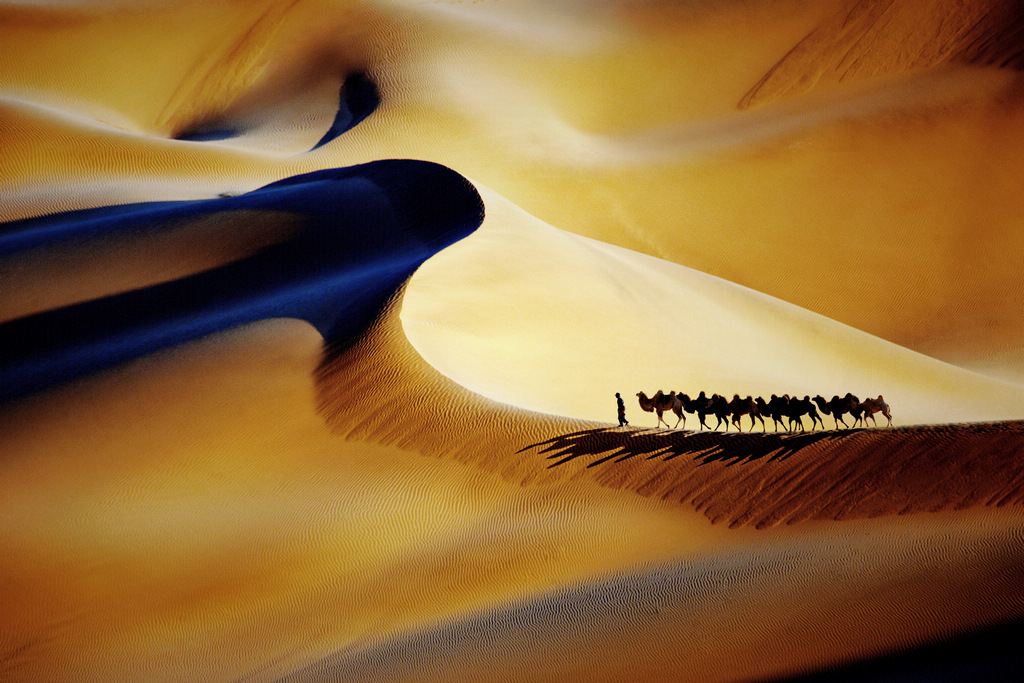《沙漠驼影》 摄影 鲁东大鼓