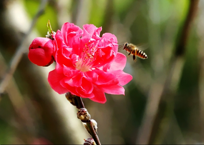 花蜜迎春 摄影 光影画