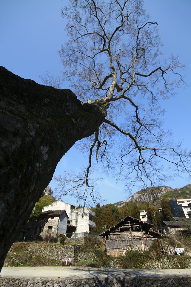 村口风水树 摄影 山哈