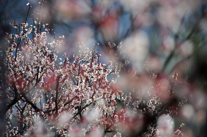 2014梅花（4） 摄影 心有芊芊