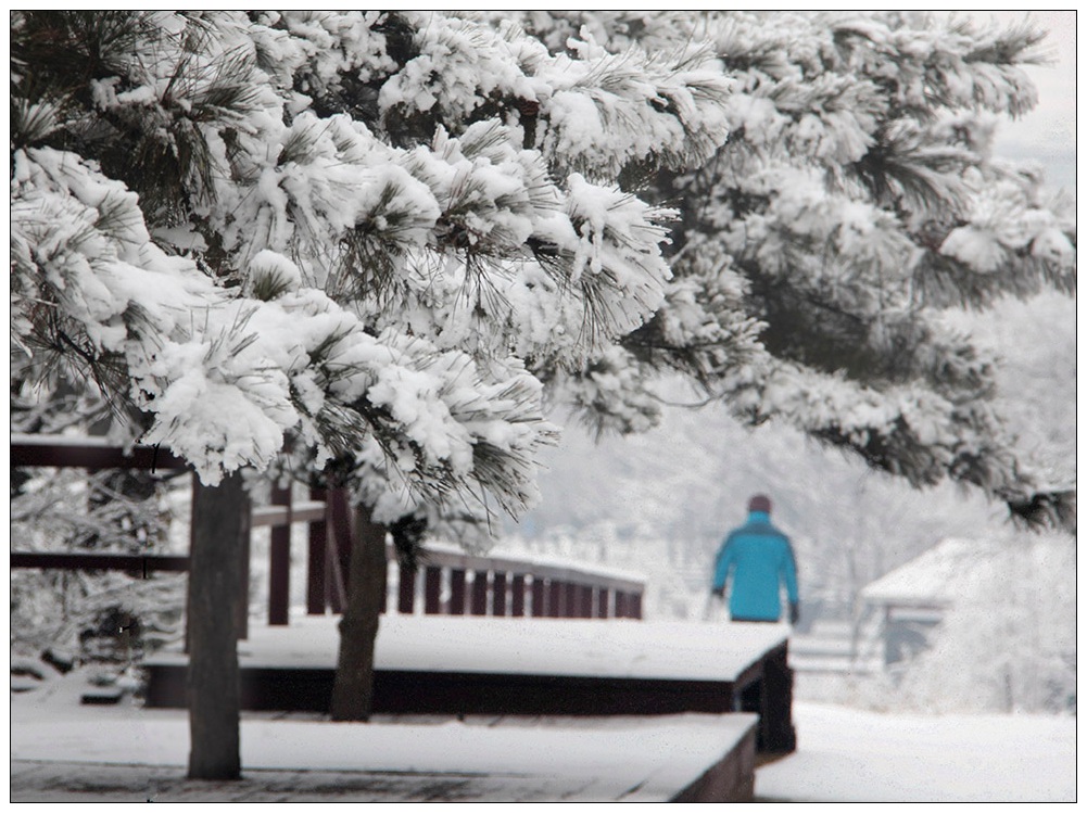 玉树琼花 摄影 冰峰雪莲