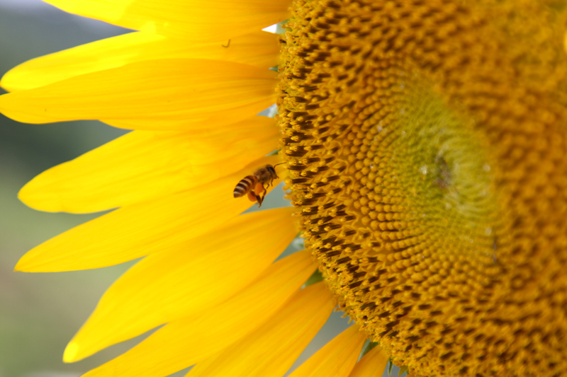 Honey and sunflower 摄影 米格上尉