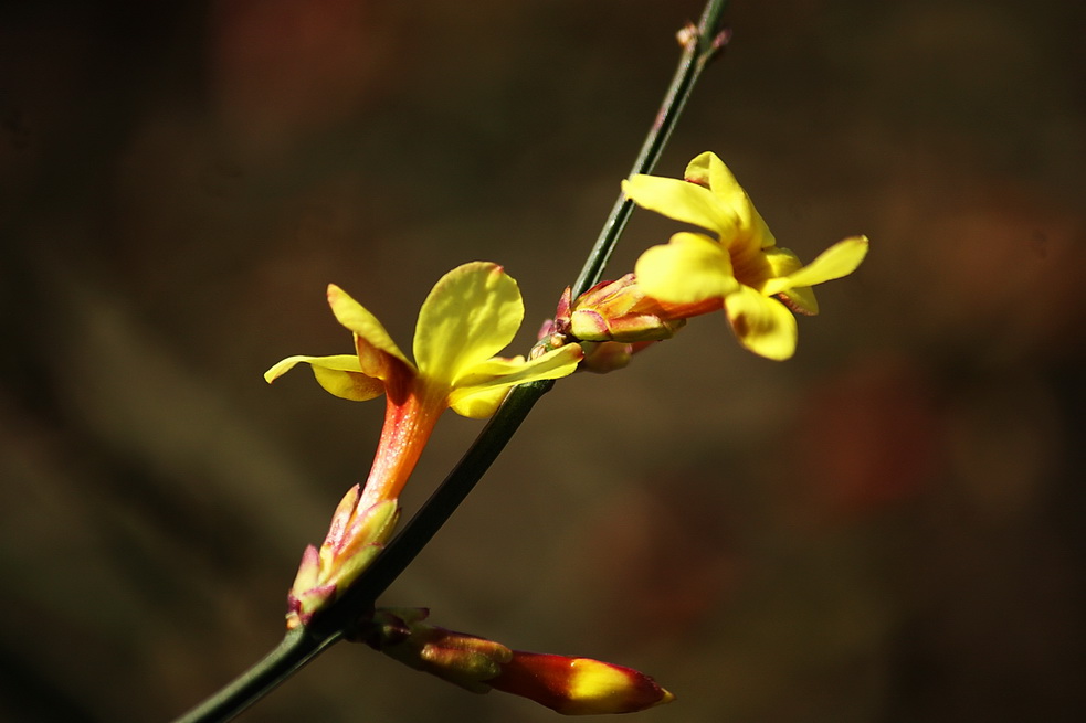 迎春花 摄影 野茵