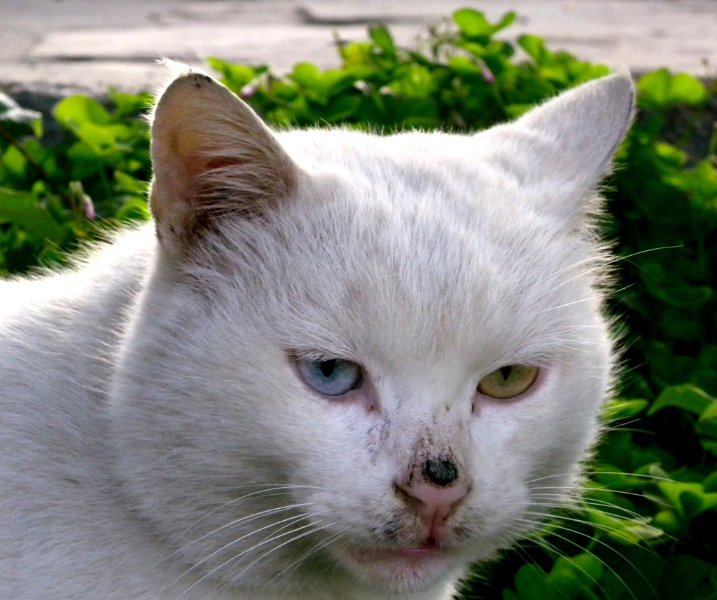 猫 特写2 摄影 闲心雅兴