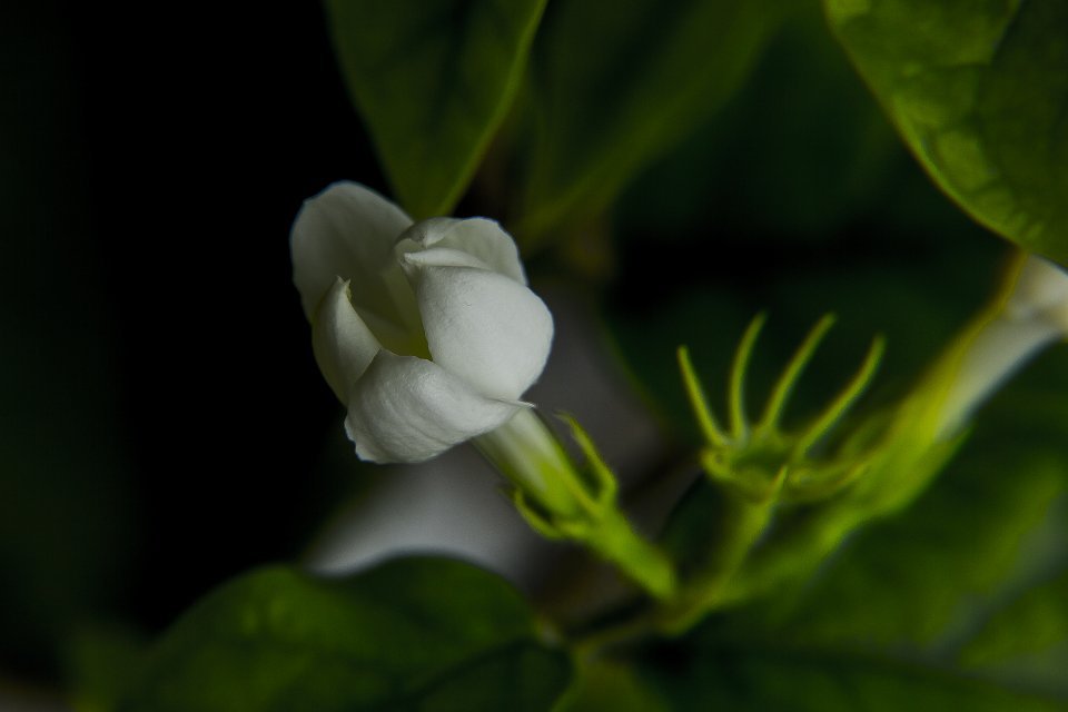 茉莉花 摄影 长白青松