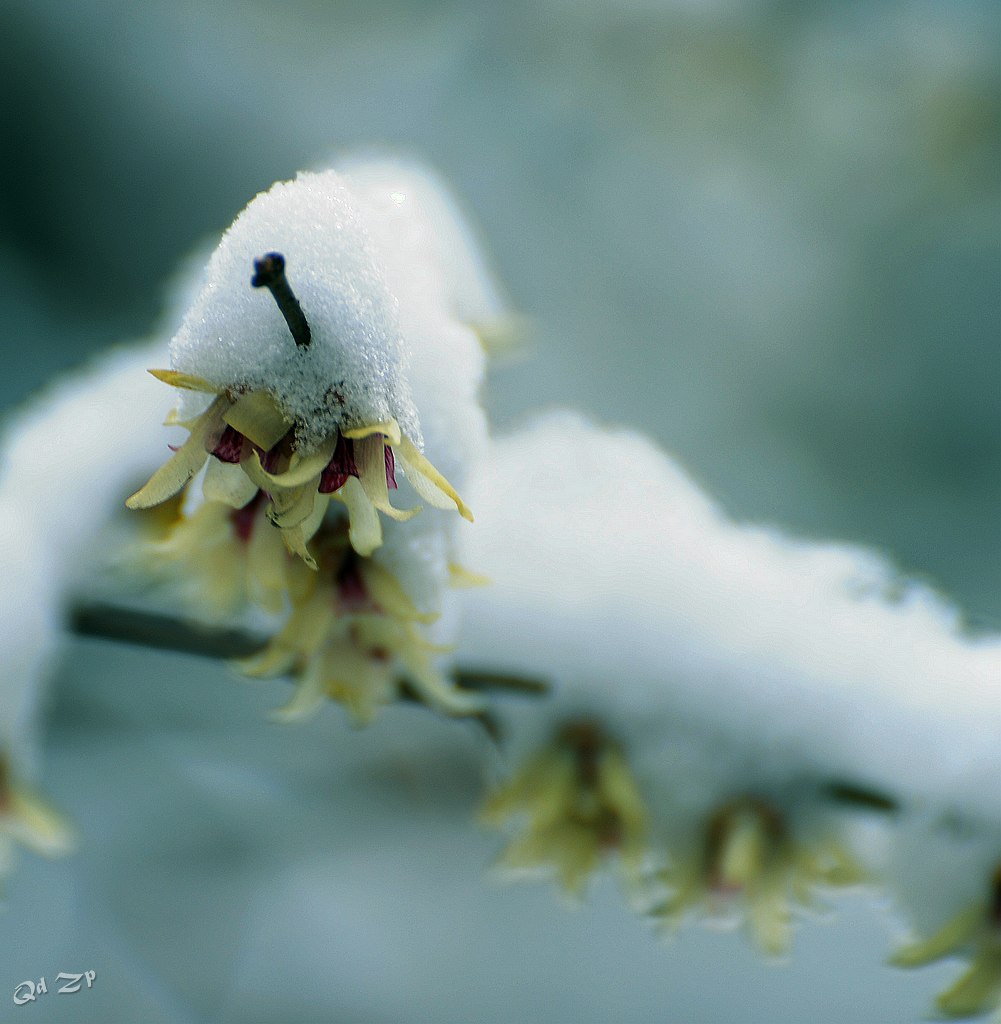 青岛雪中的腊梅 摄影 qdzp