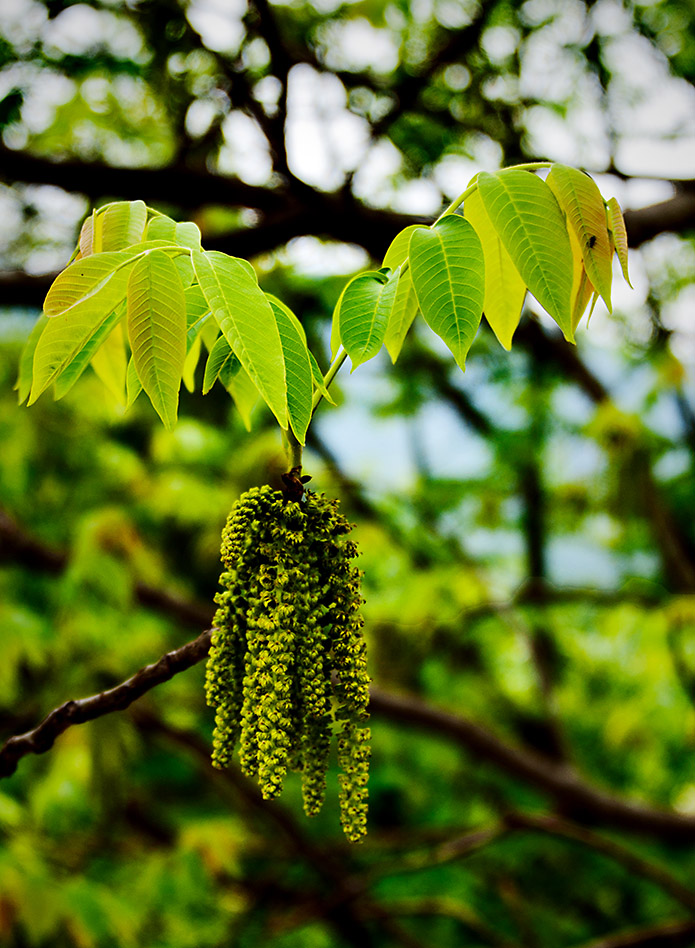 核桃花 摄影 大山风