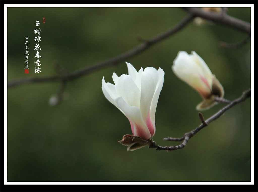 玉兰花 摄影 蕊宝贝