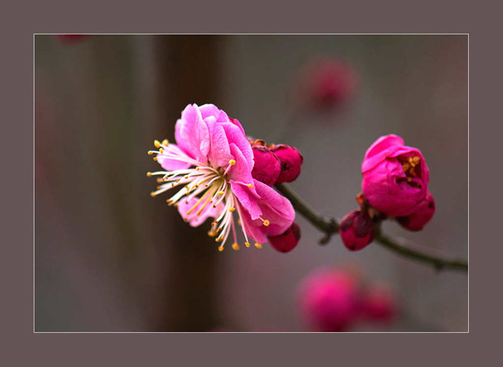 碧桃花红春意浓 摄影 桃花朵朵