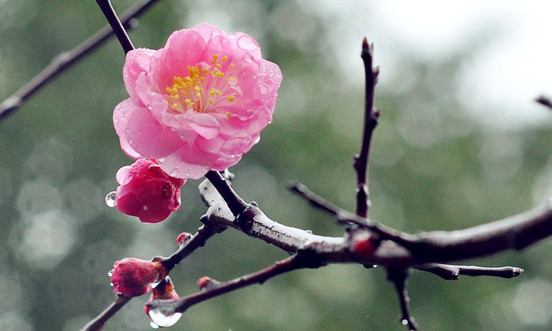 雨中赏梅 摄影 远山AA