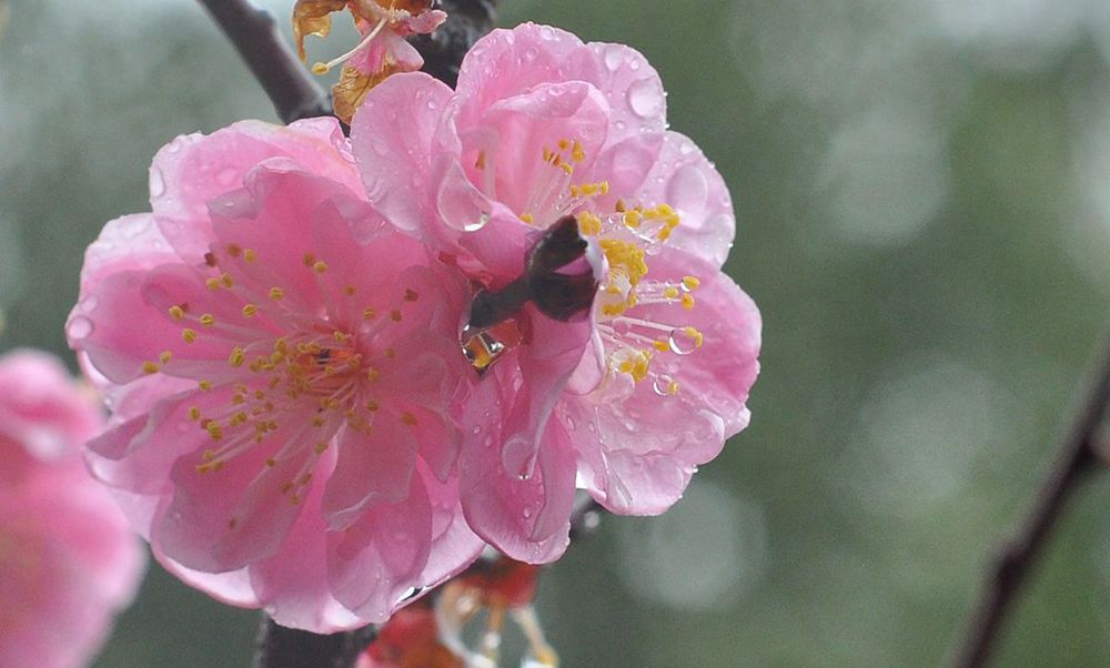 雨中赏梅 摄影 远山AA