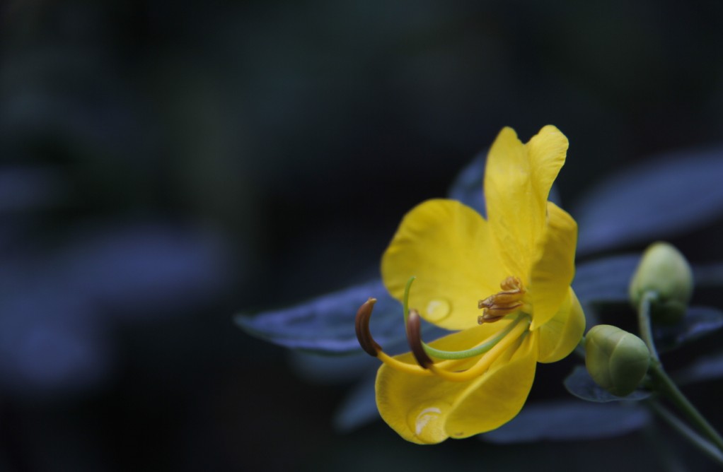 花之泪 摄影 无心的云