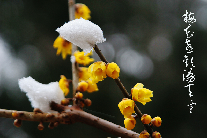 腊梅-梅花喜欢漫天雪 摄影 寒梅傲雪