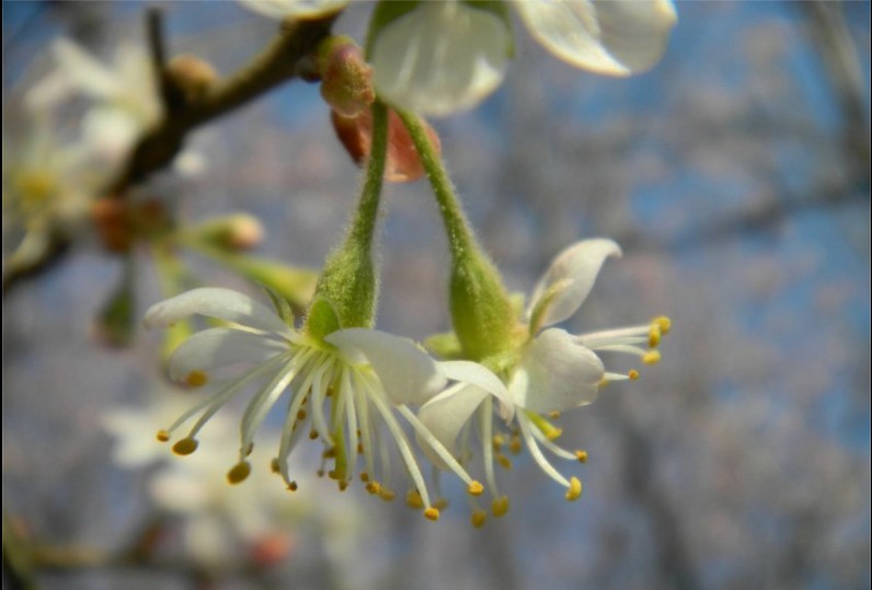 花 摄影 菲儿