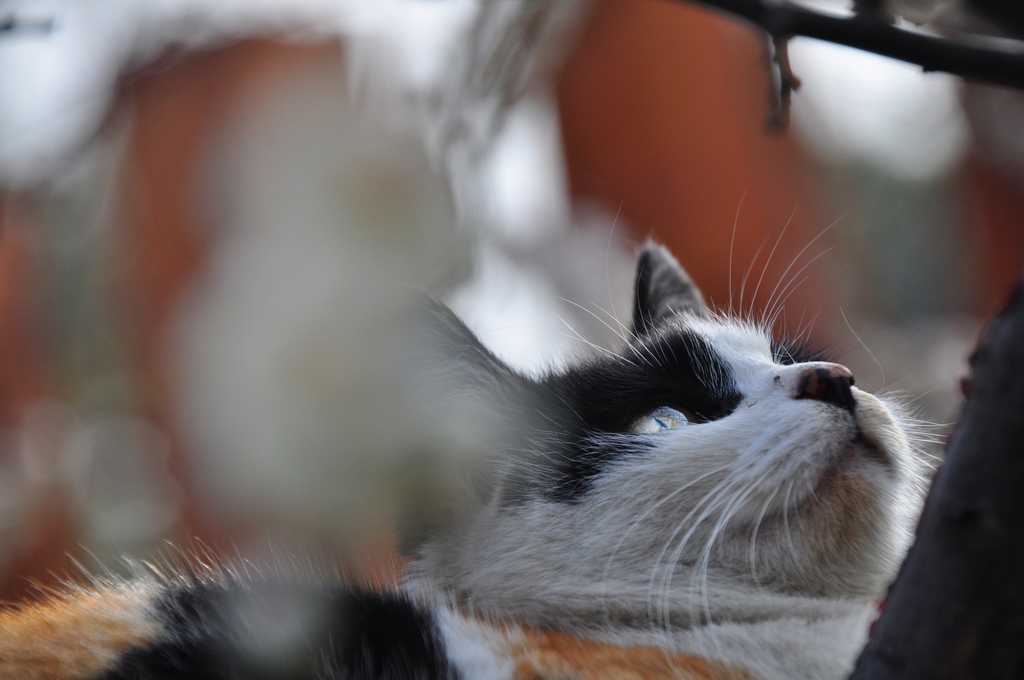 梅花丛中逮蜂的猫 摄影 平仔