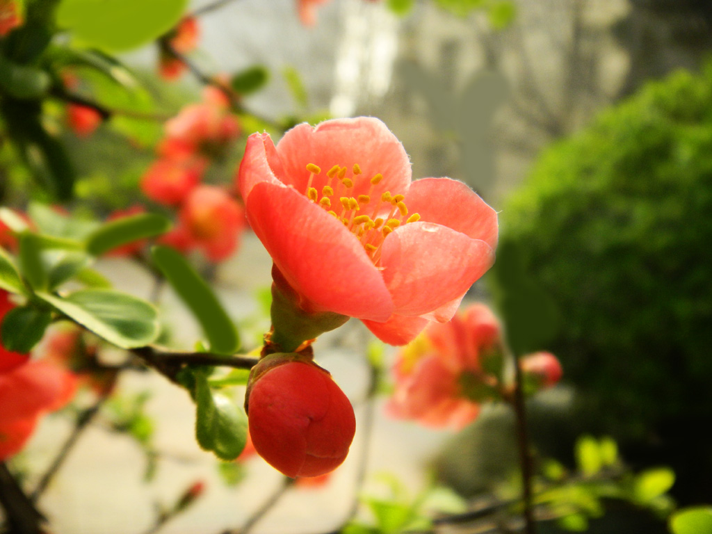 海棠花 摄影 菲儿