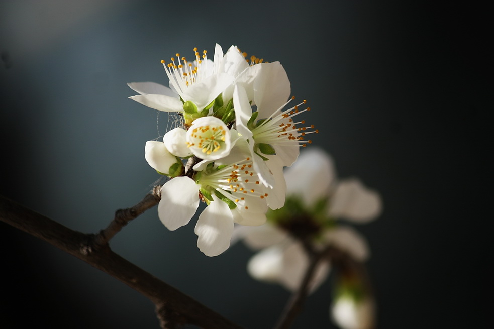 山桃花 摄影 野茵