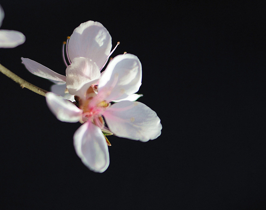 杏花 摄影 芷菡